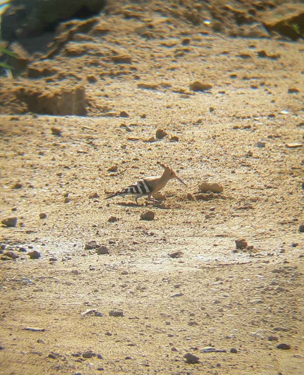 Eurasian Hoopoe - ML608548517