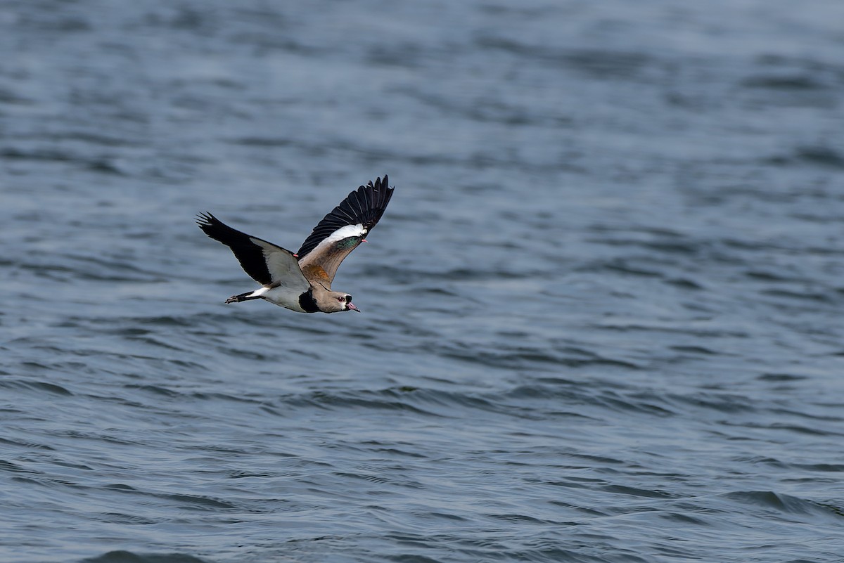 Southern Lapwing - ML608548583