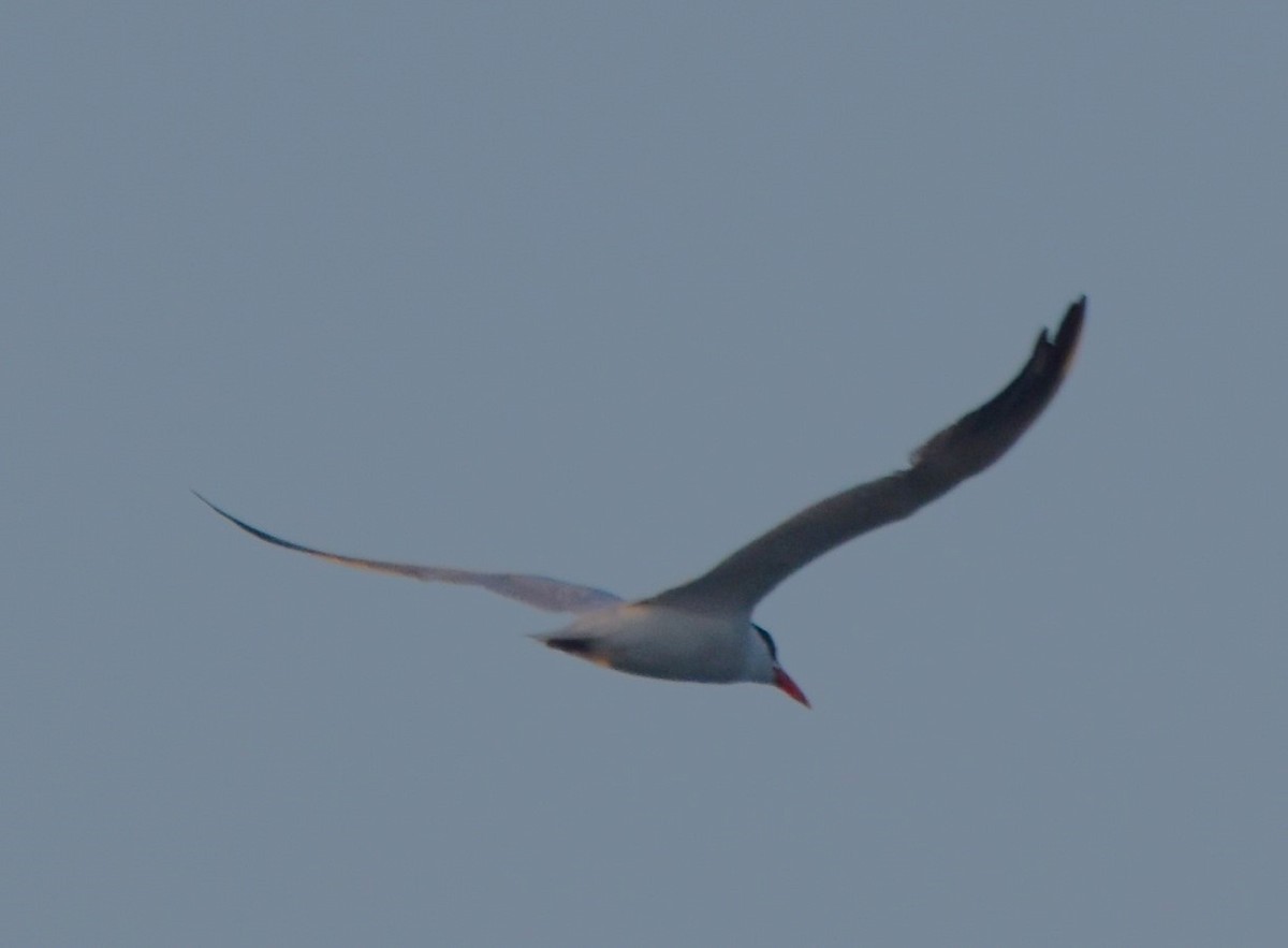 Caspian Tern - ML608548622