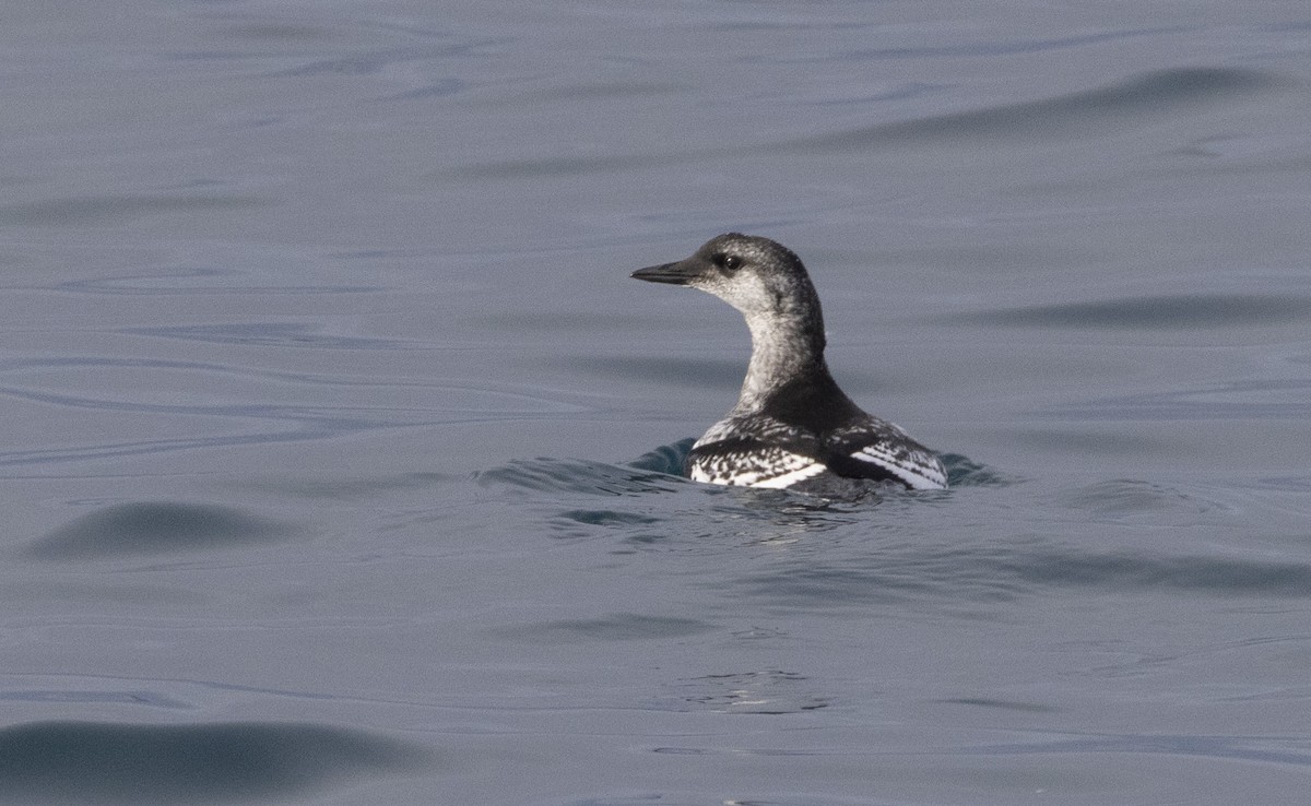 Black Guillemot - ML608548697