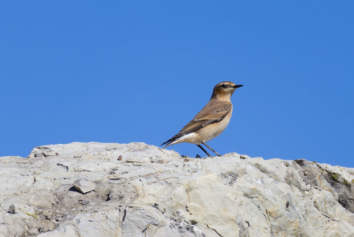 Northern Wheatear - ML608548699