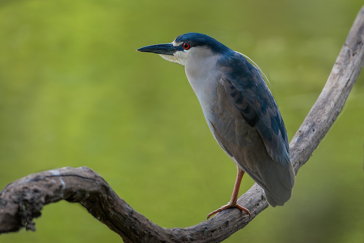 Black-crowned Night Heron - ML608548702