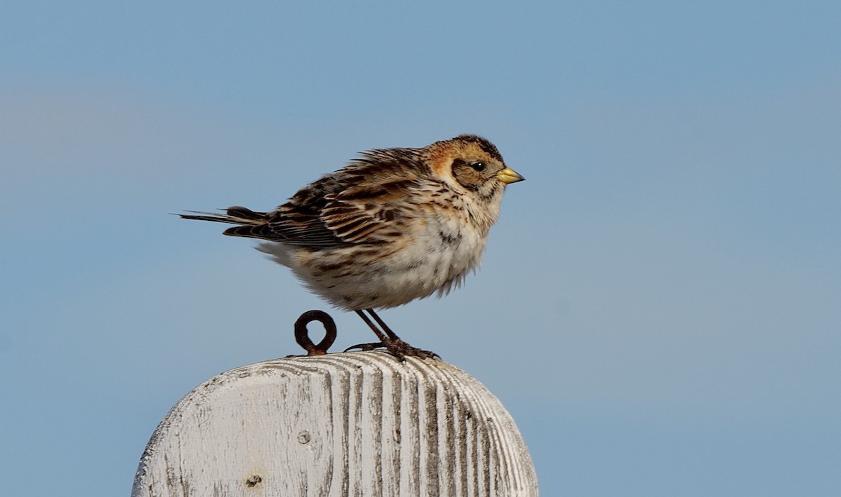 Lapland Longspur - ML608548713