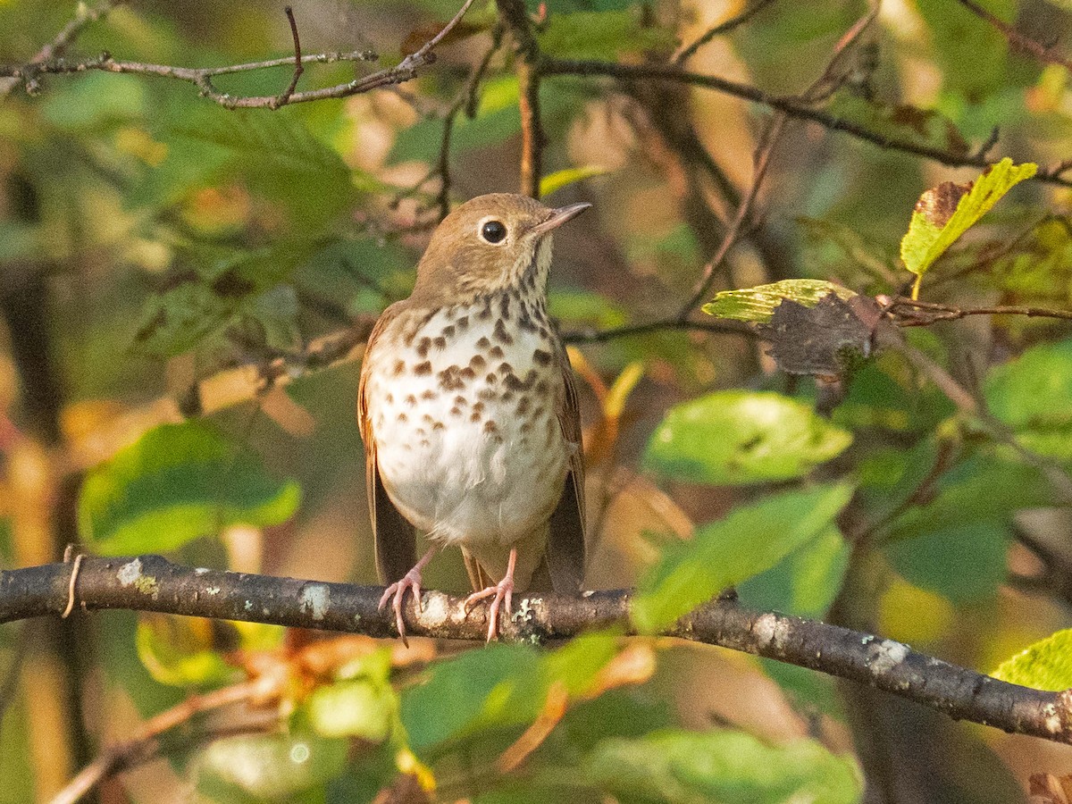 Hermit Thrush - Susan Elliott