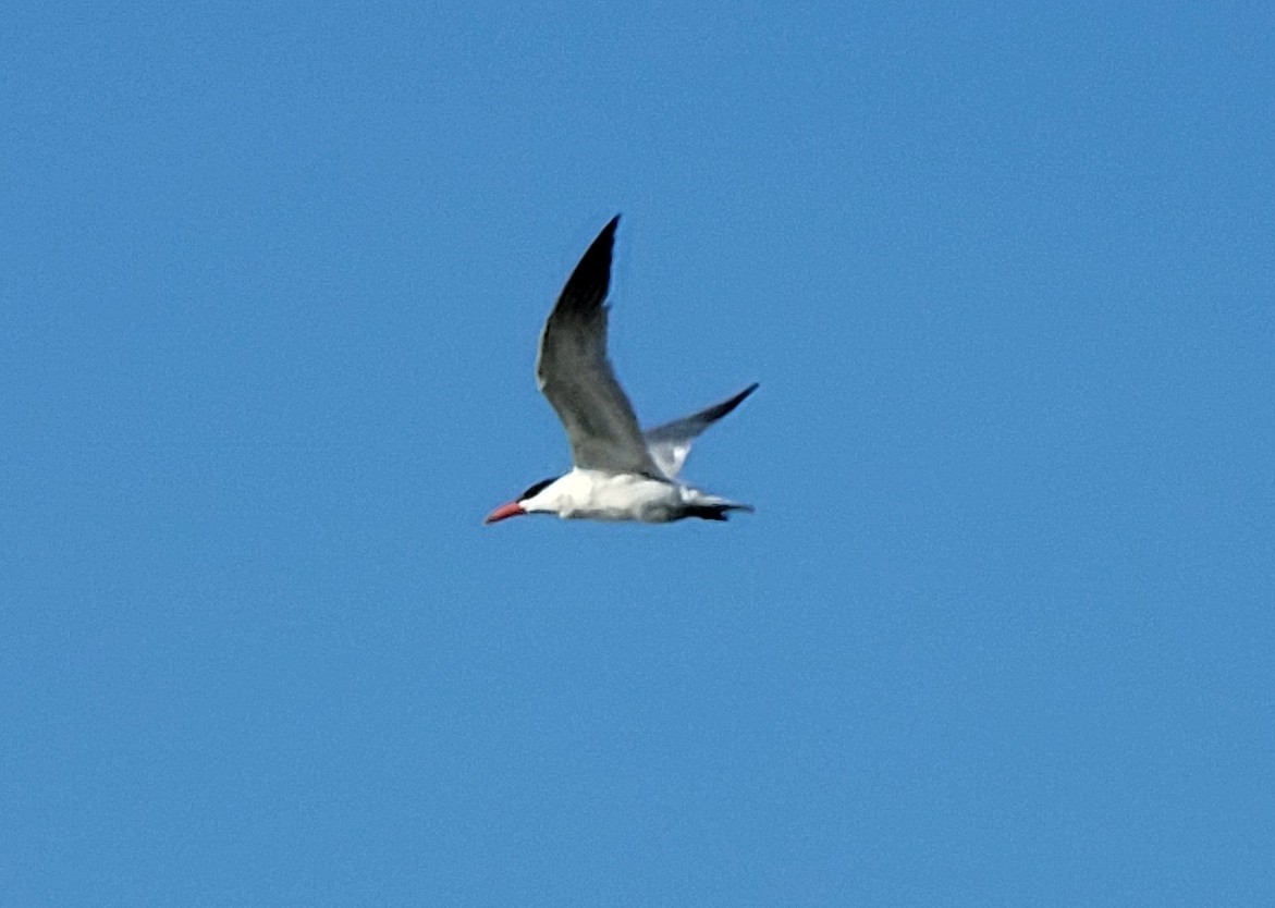 Caspian Tern - ML608548844