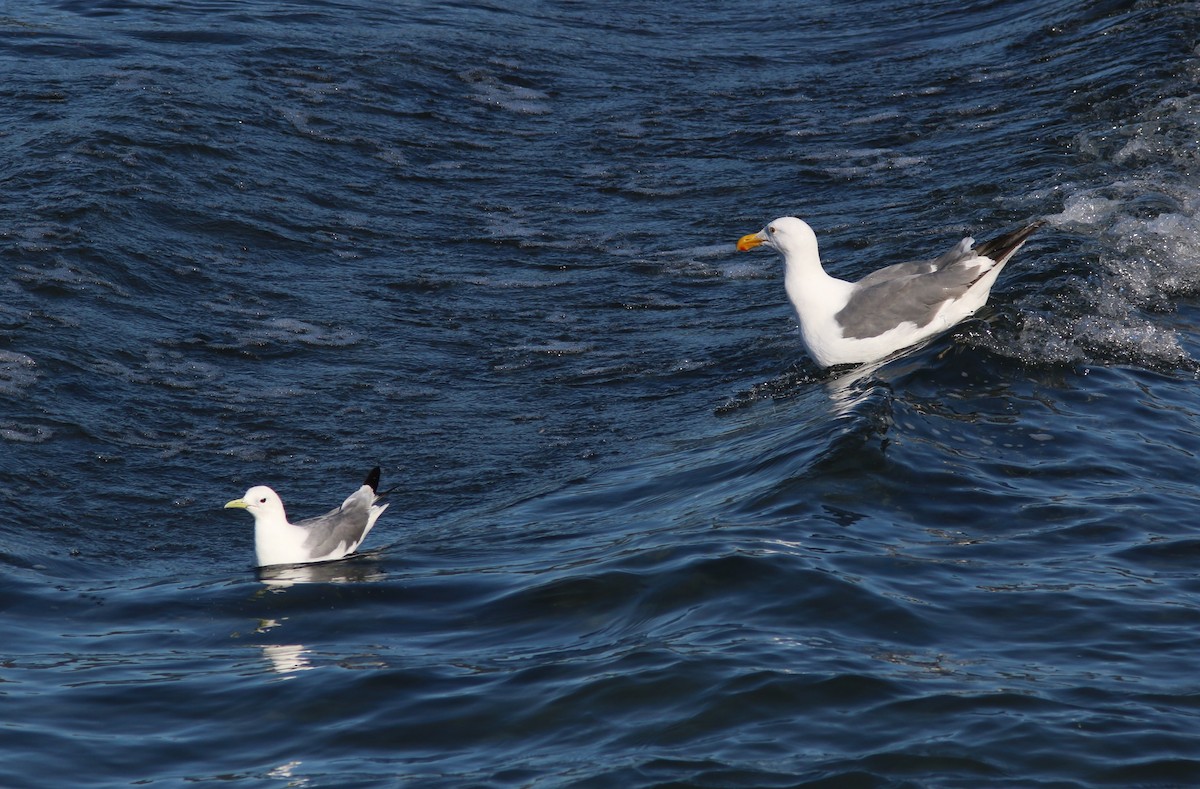 Goéland d'Audubon - ML608548905