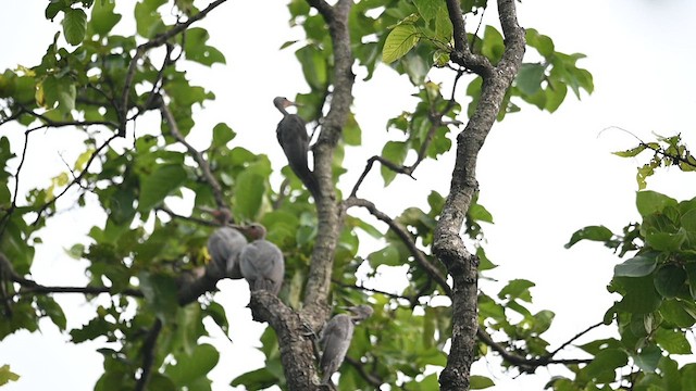 Great Slaty Woodpecker - ML608549029