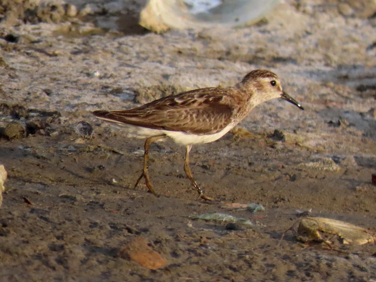 Least Sandpiper - ML608549067