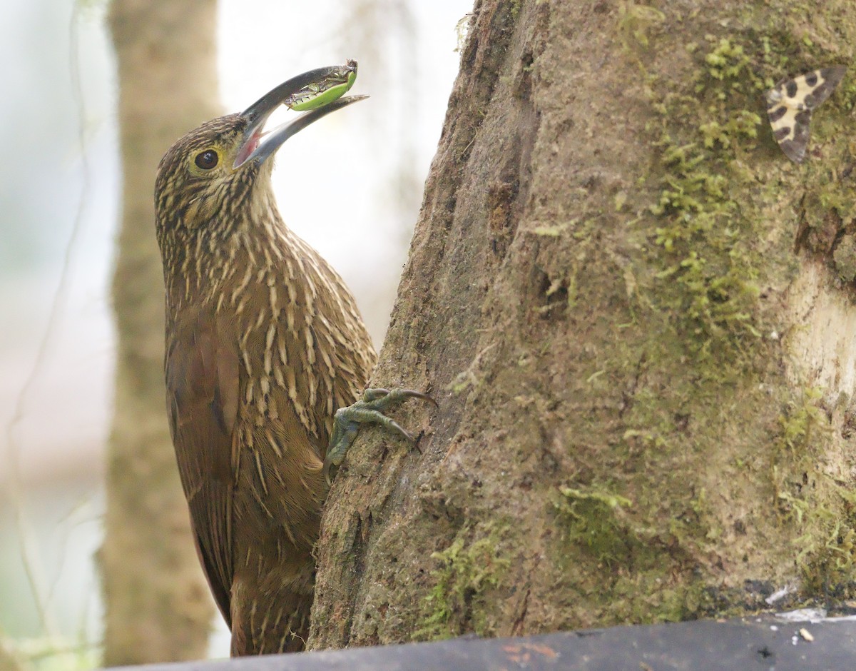 Strong-billed Woodcreeper - John Gregory