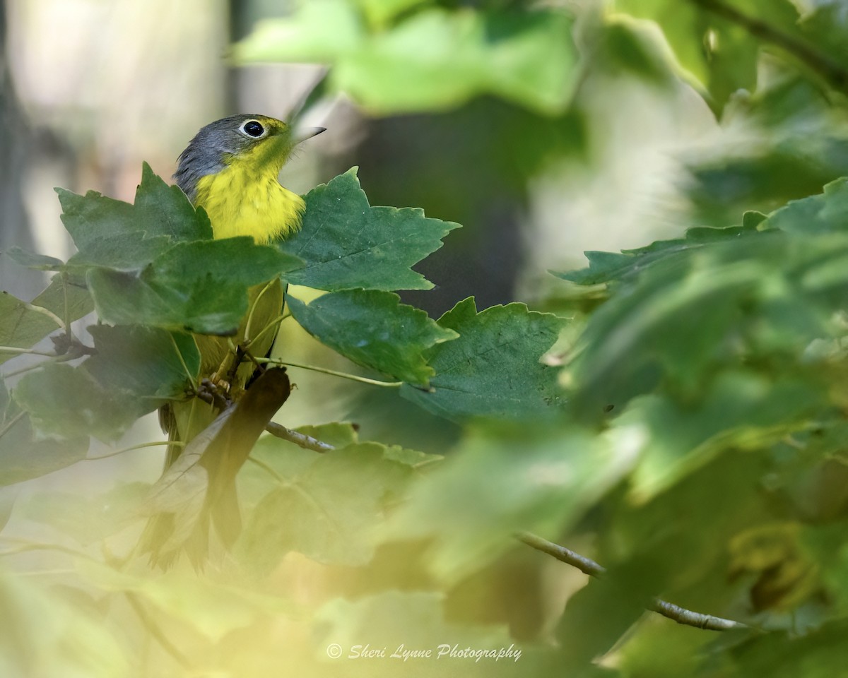 Canada Warbler - ML608549204