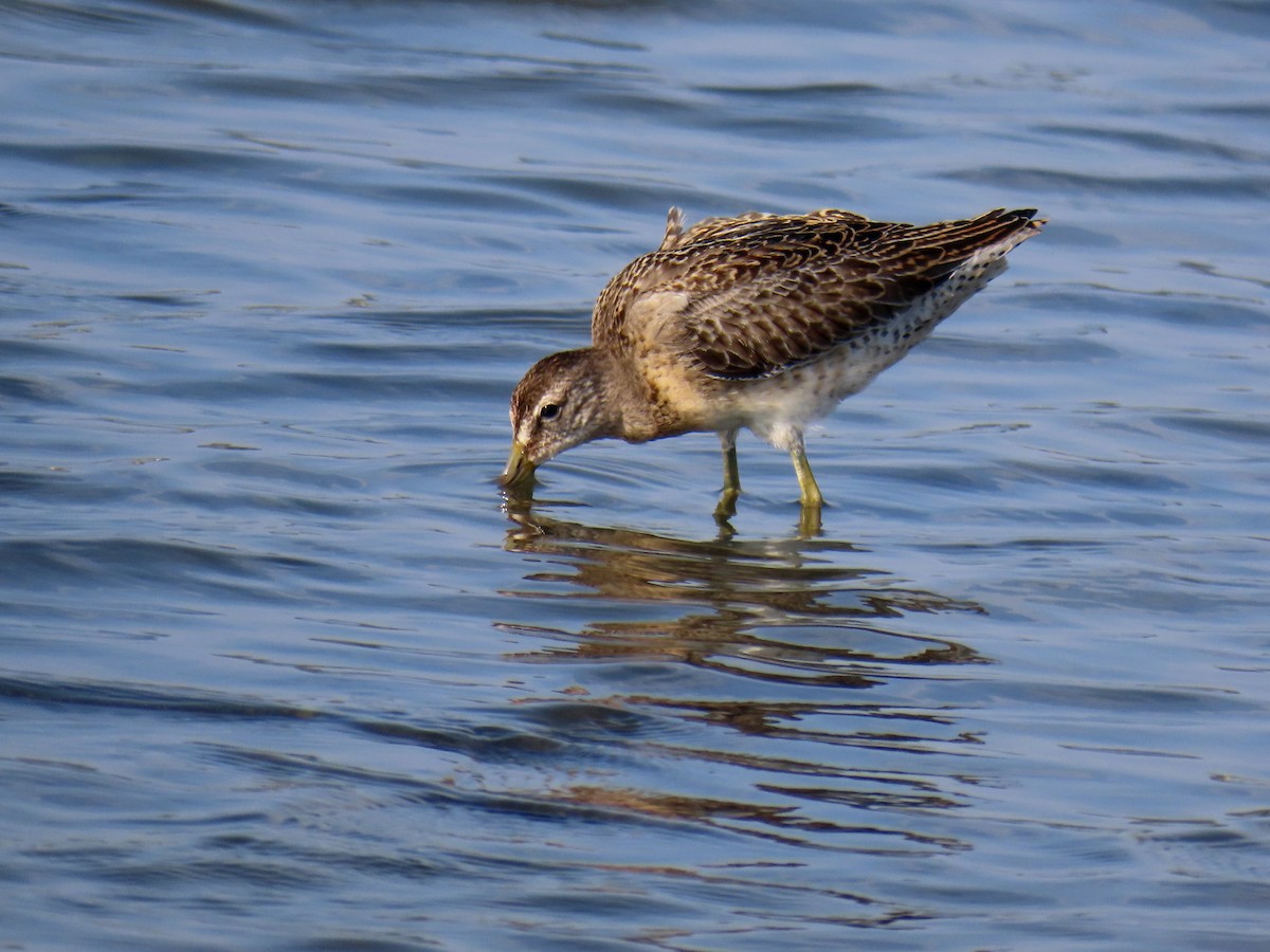 Short-billed Dowitcher - ML608549341