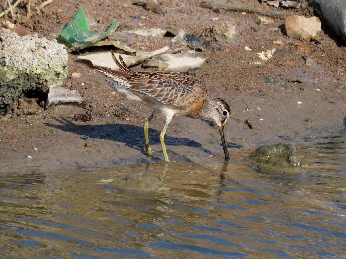 Short-billed Dowitcher - ML608549373