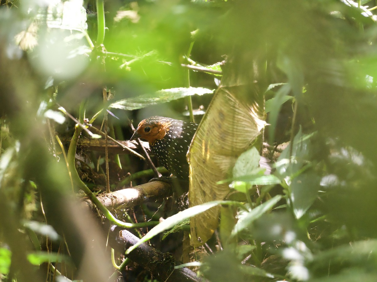 Ocellated Tapaculo - ML608549441