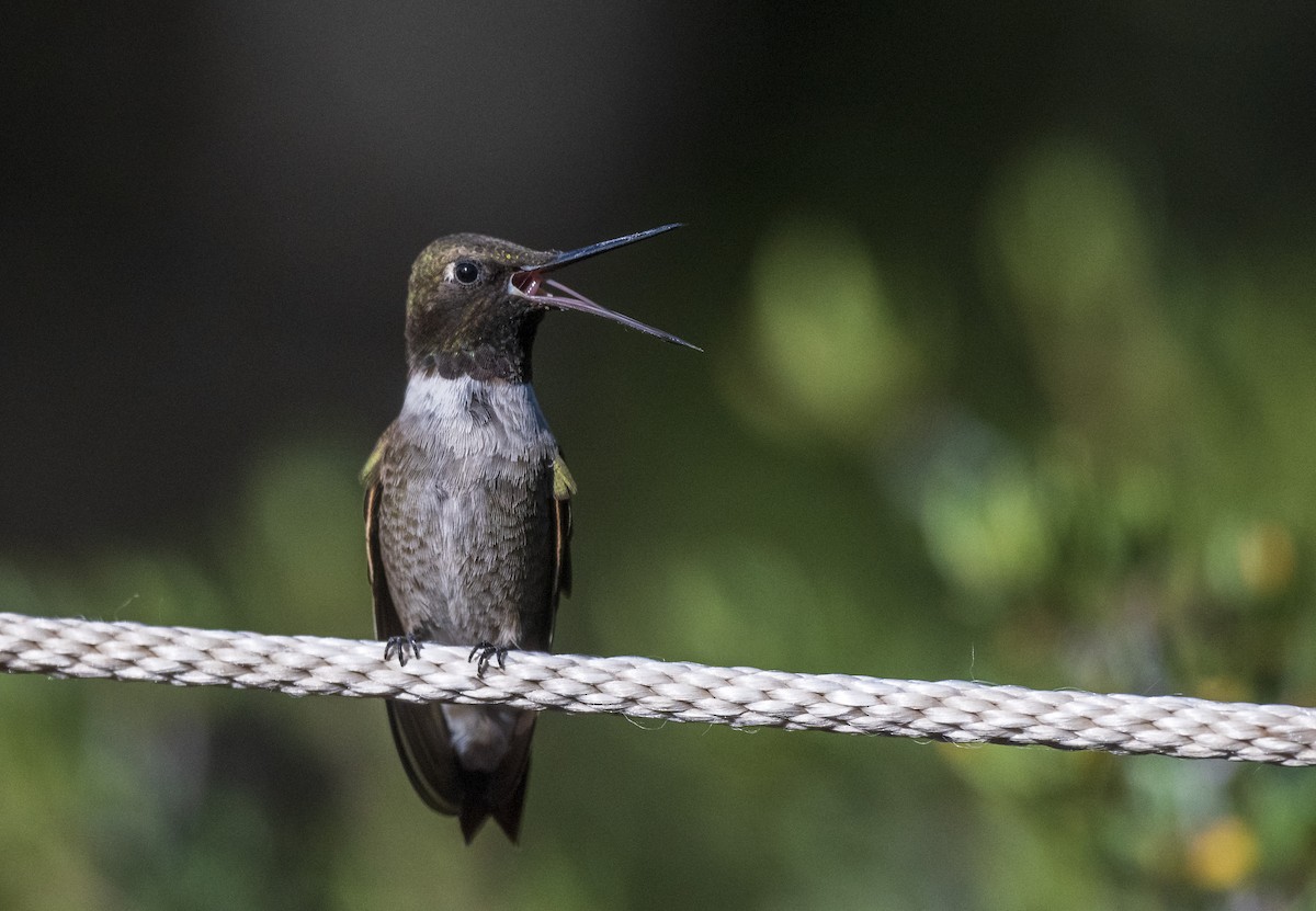Black-chinned Hummingbird - Skyler Bol