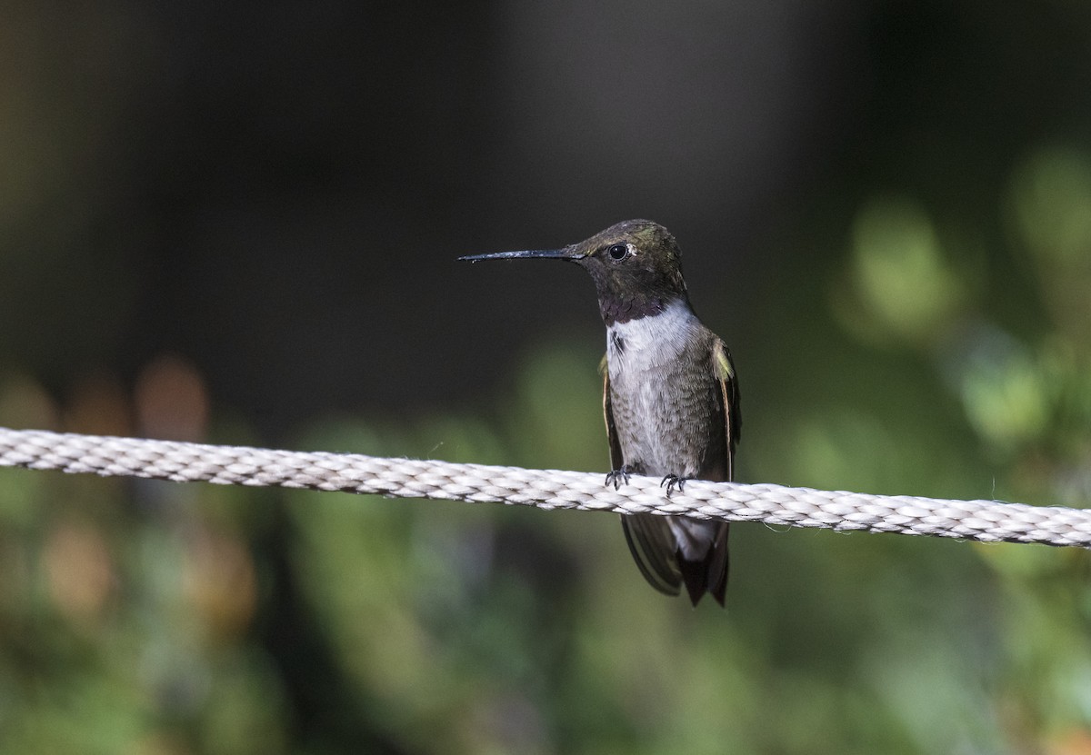 Black-chinned Hummingbird - Skyler Bol