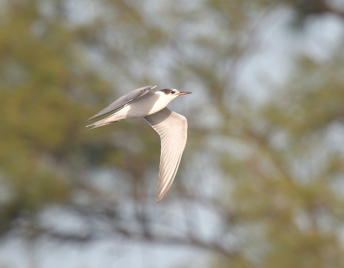 Common Tern - ML608549471