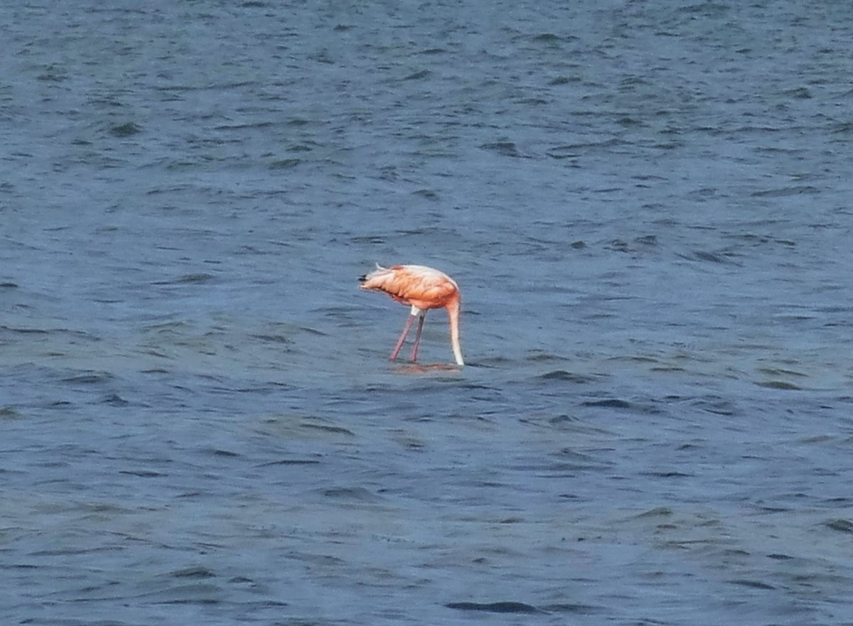 American Flamingo - ML608549473