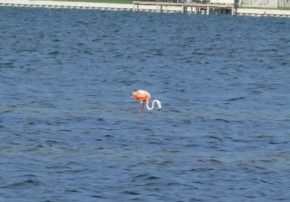 American Flamingo - ML608549479