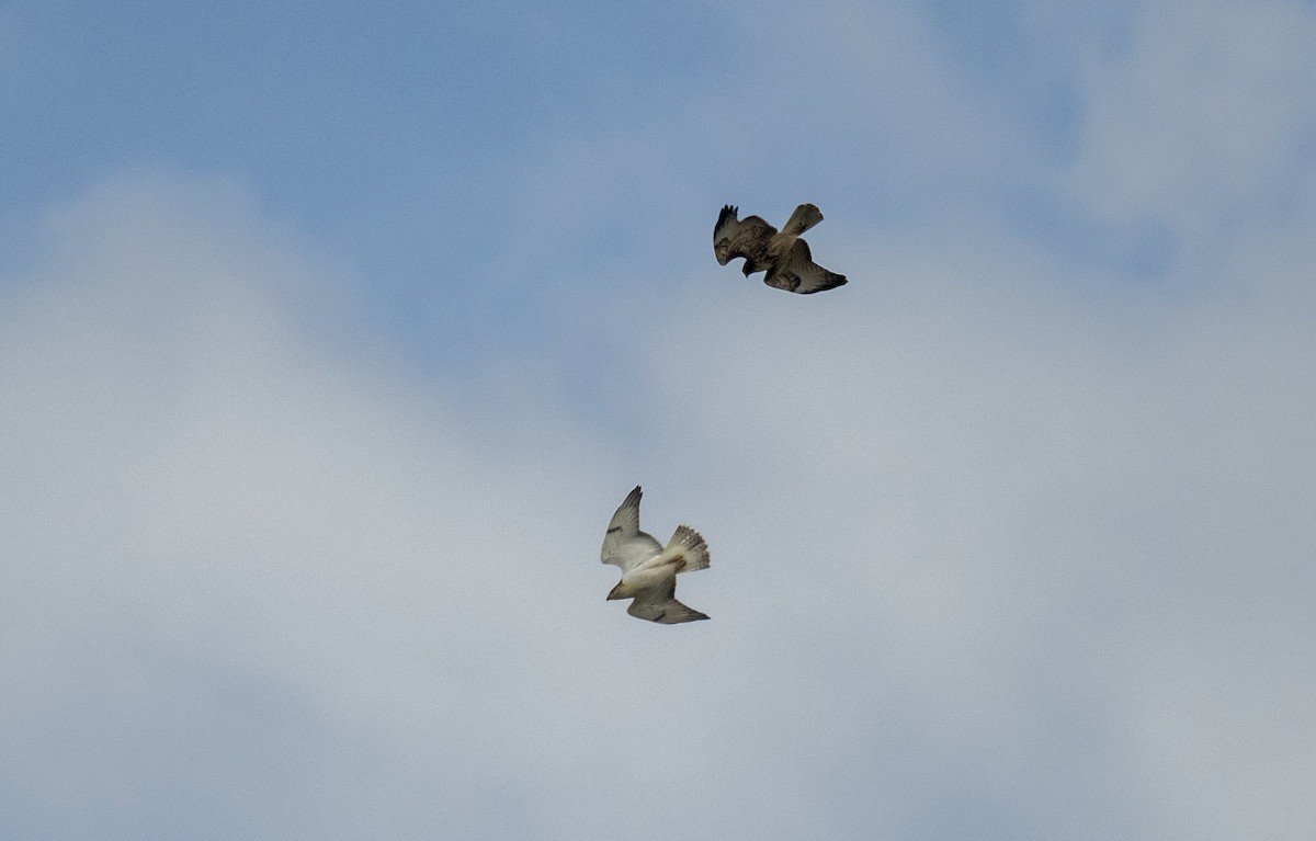 Ferruginous Hawk - Skyler Bol