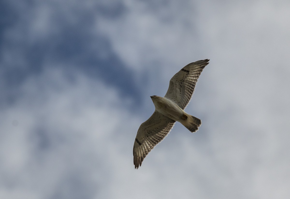 Ferruginous Hawk - Skyler Bol