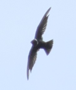 White-collared Swift - ML608549601