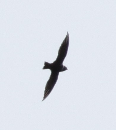 White-collared Swift - ML608549602