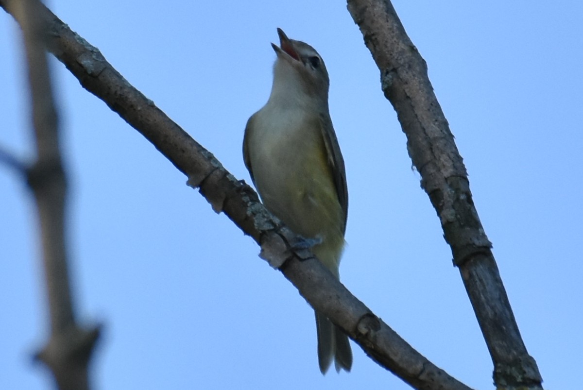 Sängervireo - ML608549612