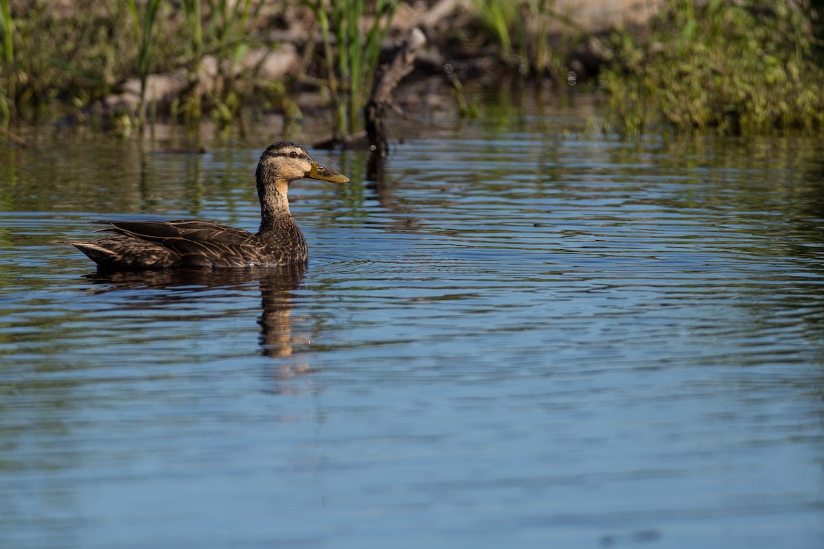 Mottled Duck - Anonymous