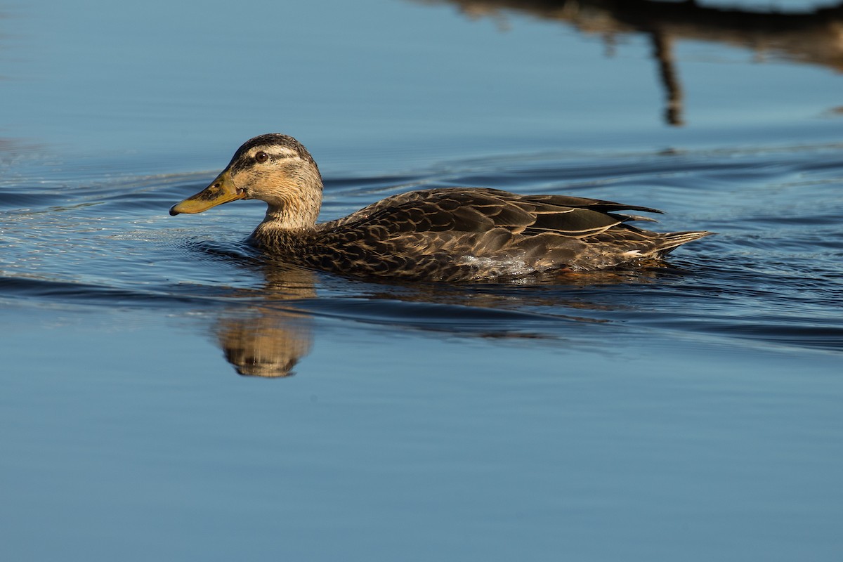 Mottled Duck - Anonymous