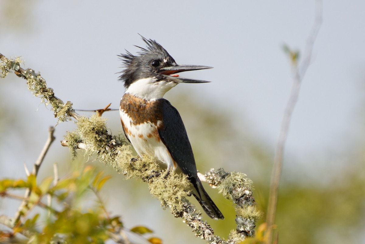 Belted Kingfisher - Brent Cox