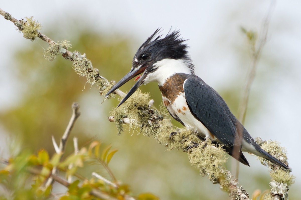 Belted Kingfisher - Brent Cox