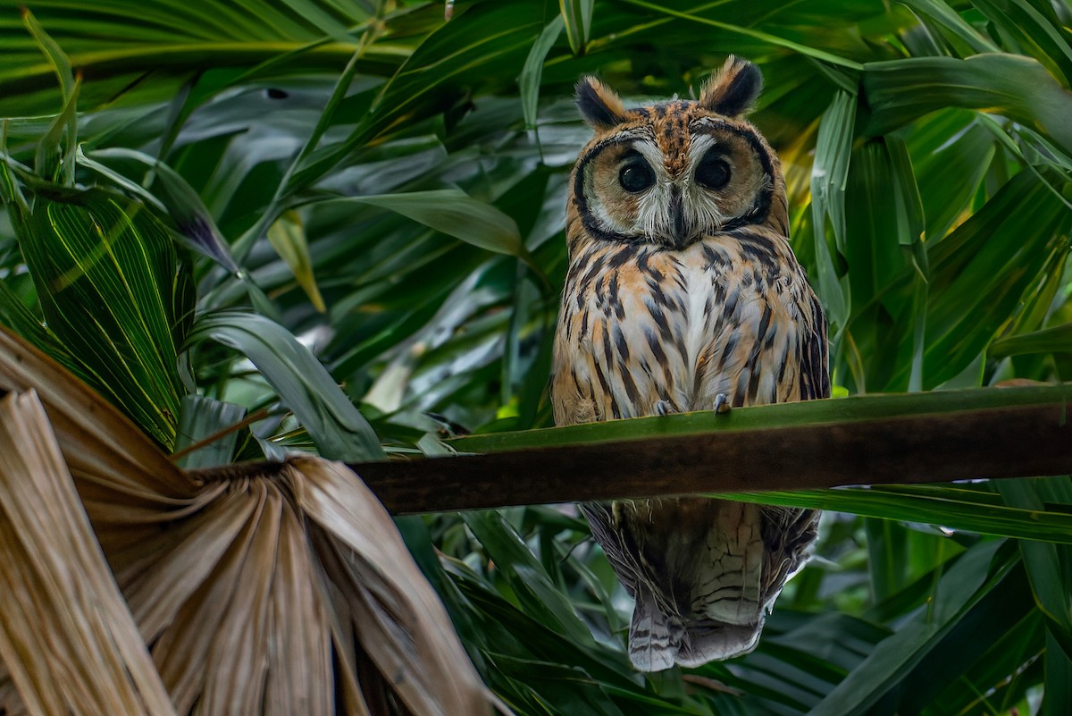 Striped Owl - LUCIANO BERNARDES