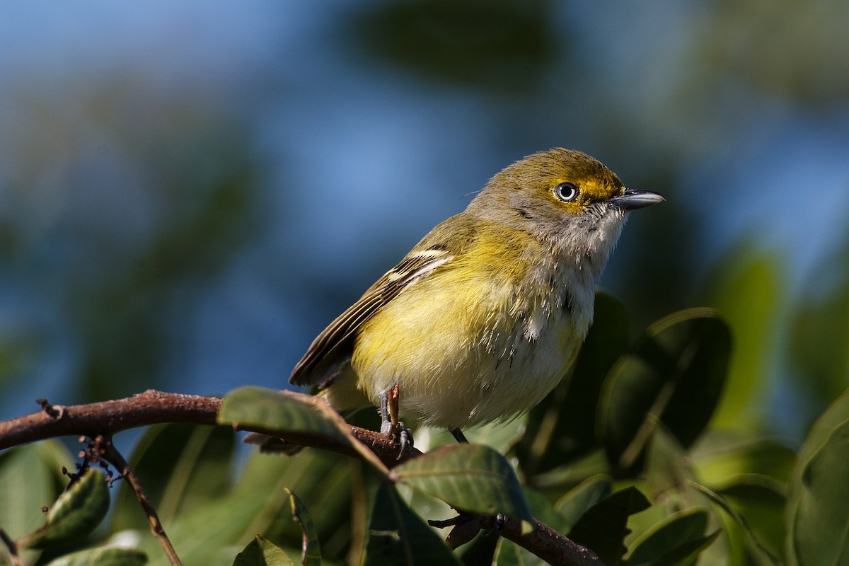 Vireo Ojiblanco - ML608549766