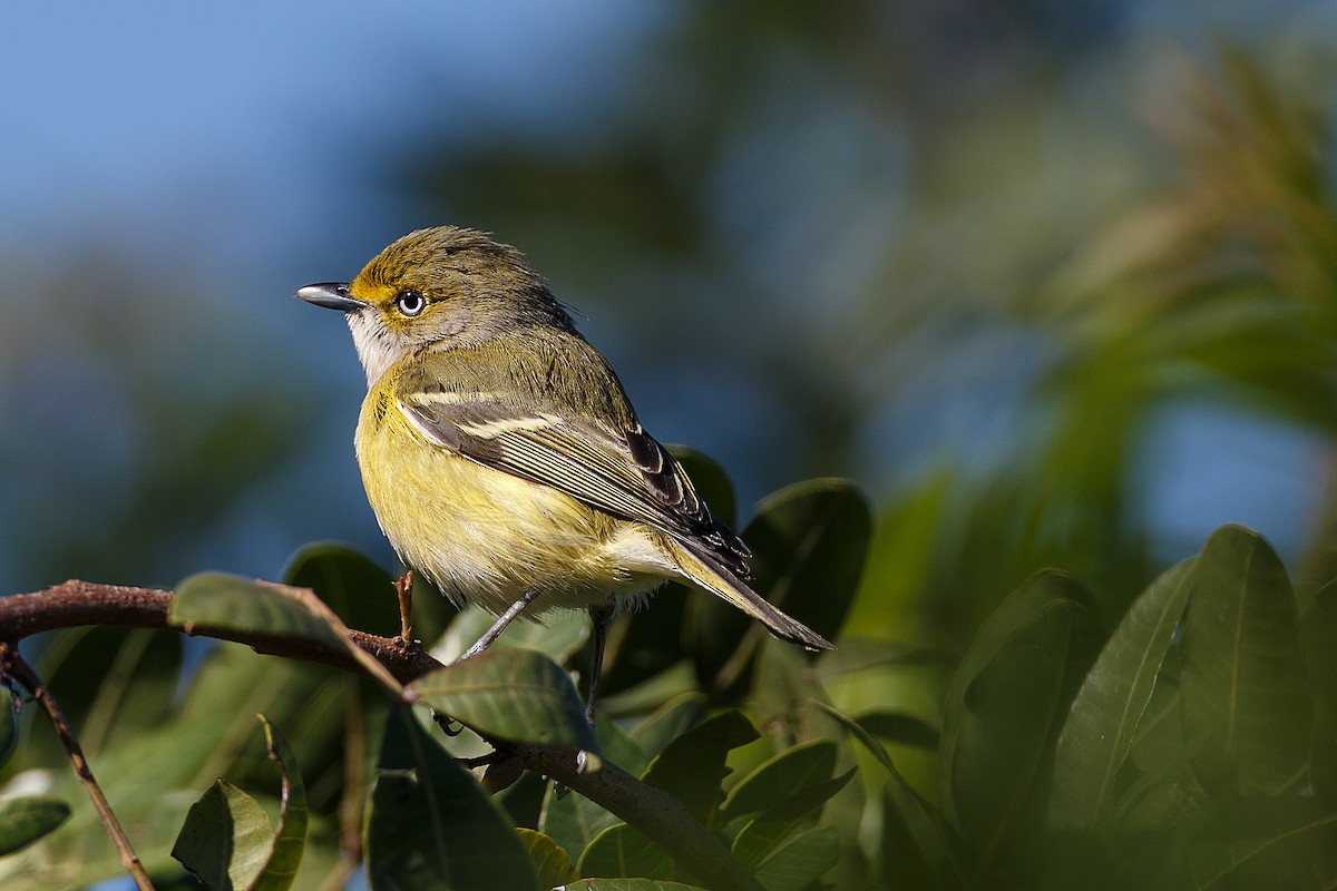 White-eyed Vireo - ML608549767