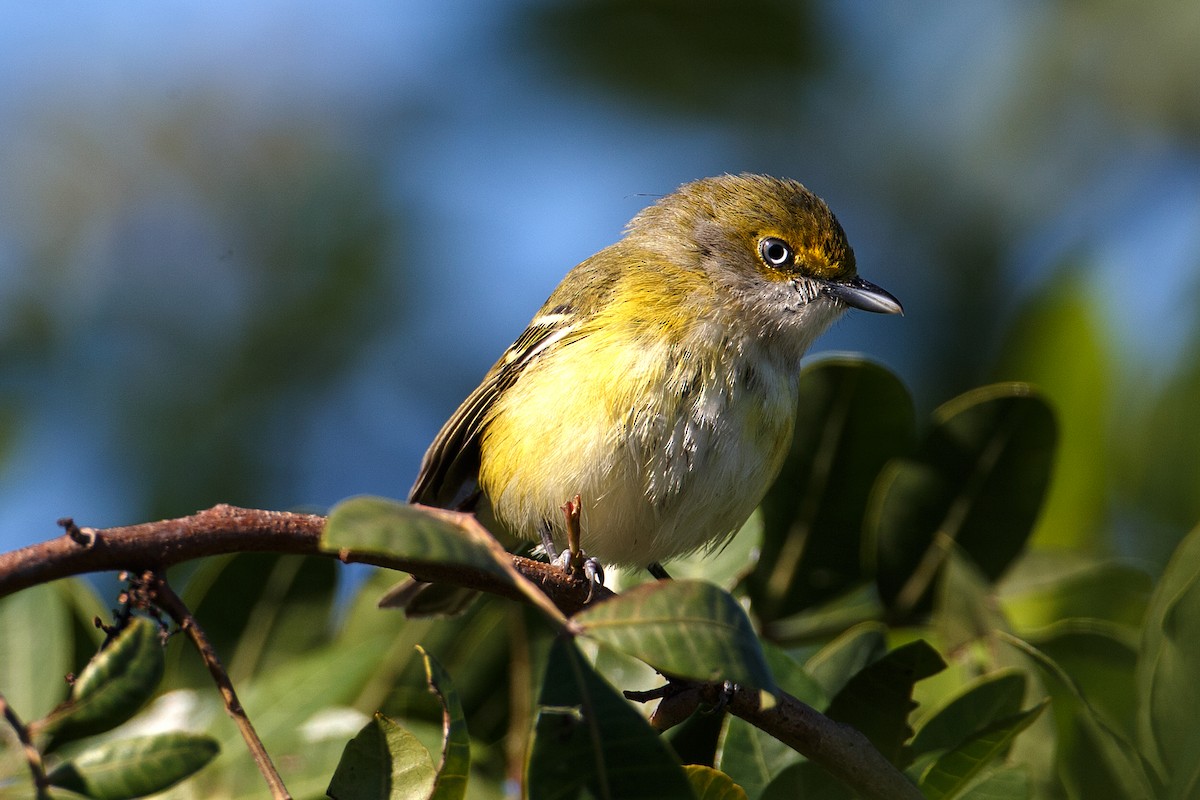 Vireo Ojiblanco - ML608549768