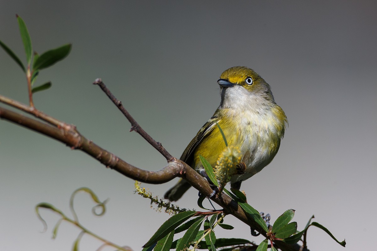 Vireo Ojiblanco - ML608549769