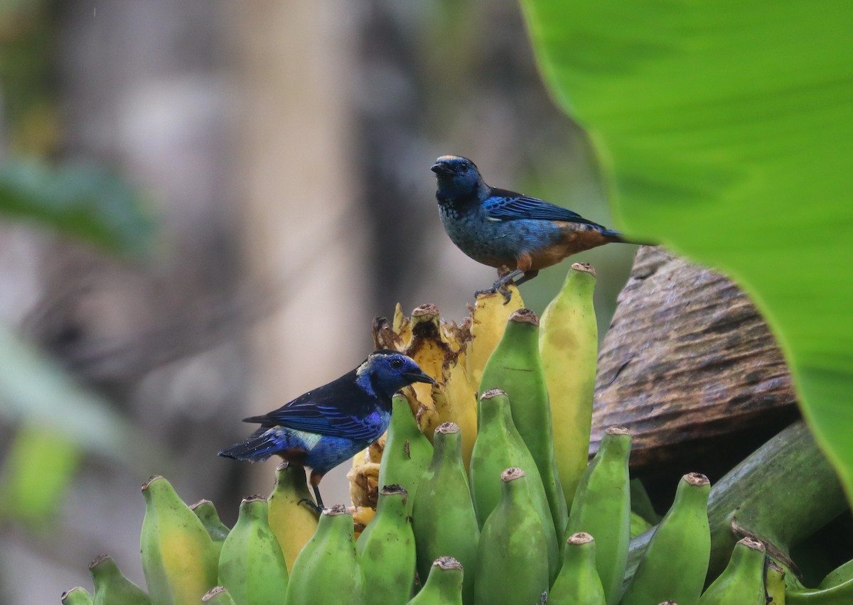Opal-rumped Tanager (Silver-breasted) - ML608549778