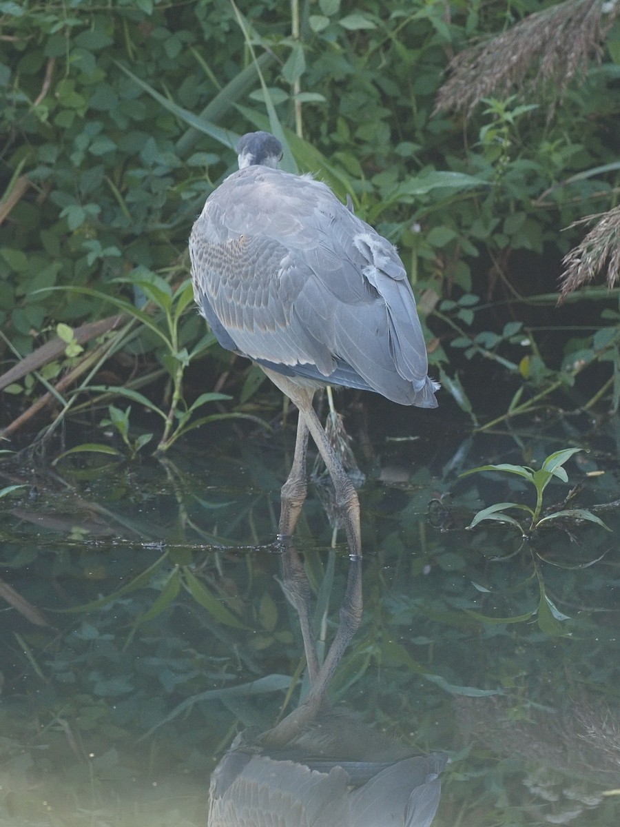 Great Blue Heron - ML608549813