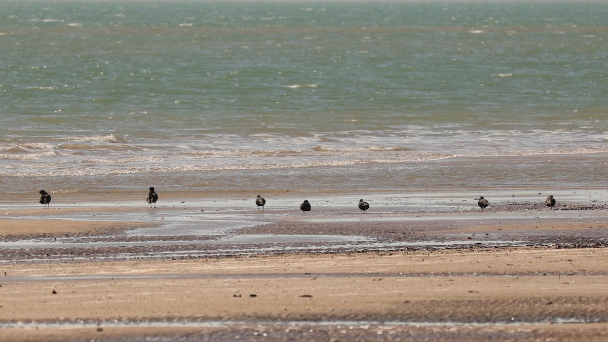 Sooty Oystercatcher - ML608549844