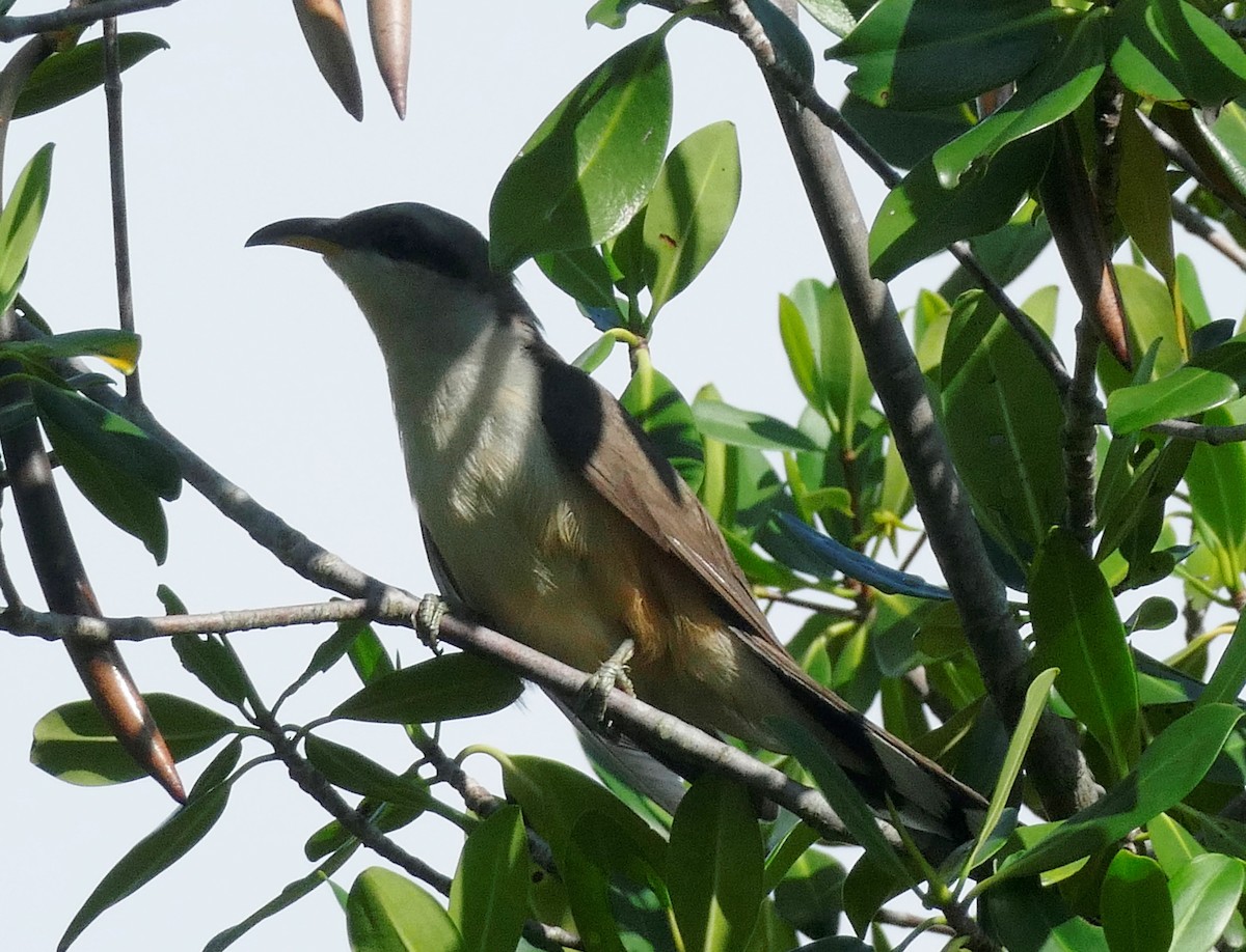Mangrove Cuckoo - ML608549850
