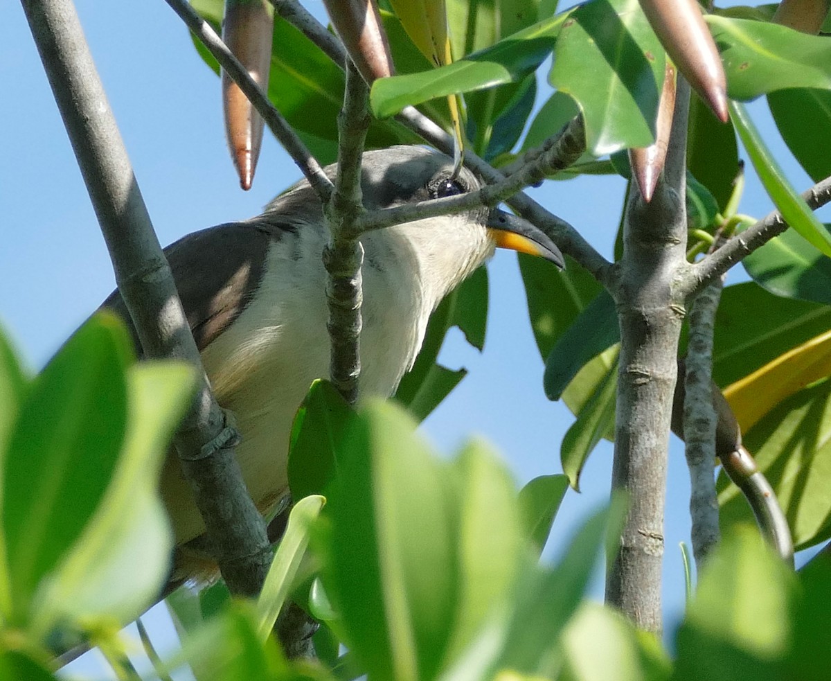 Mangrove Cuckoo - ML608549856