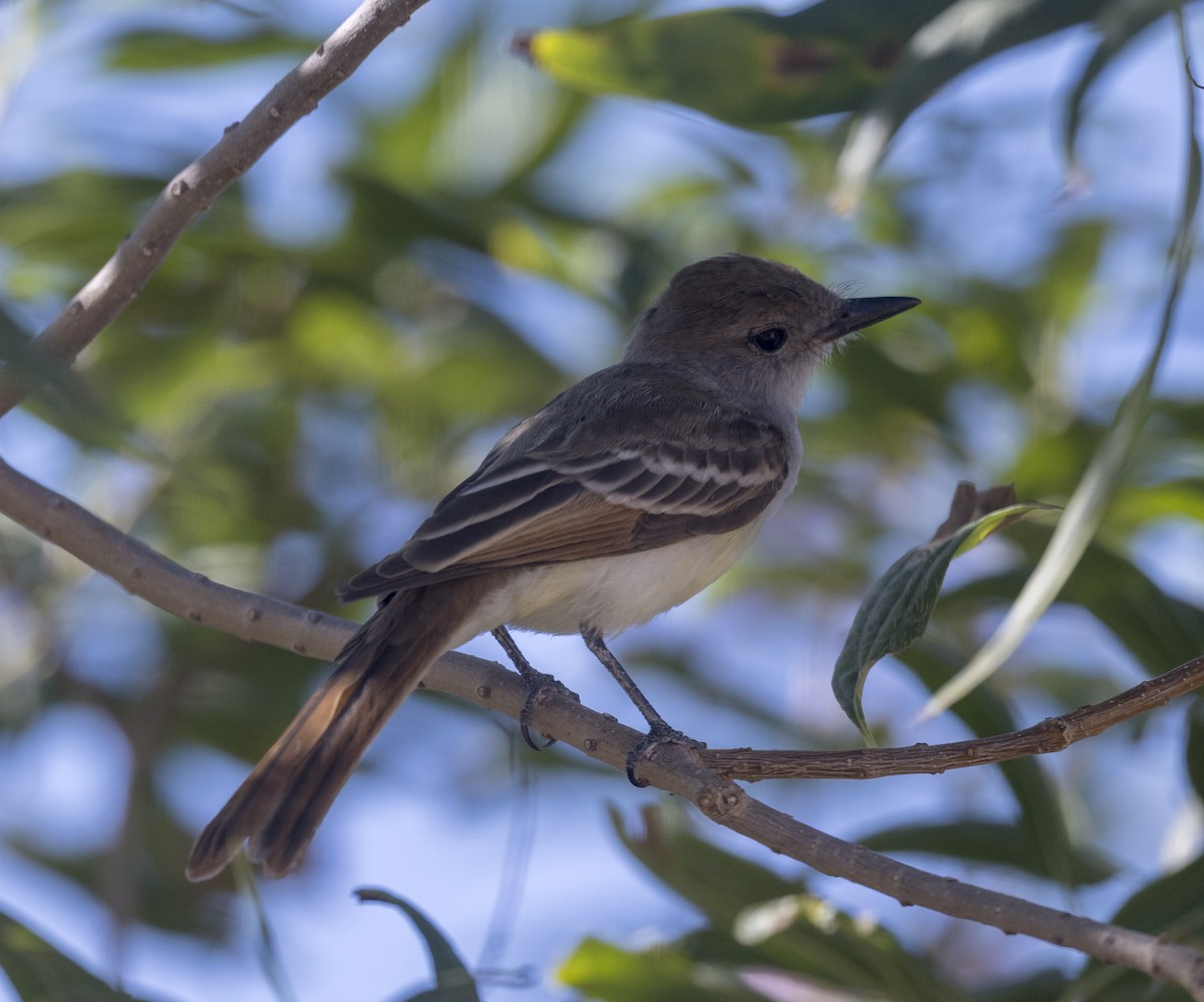 Ash-throated Flycatcher - ML608549882