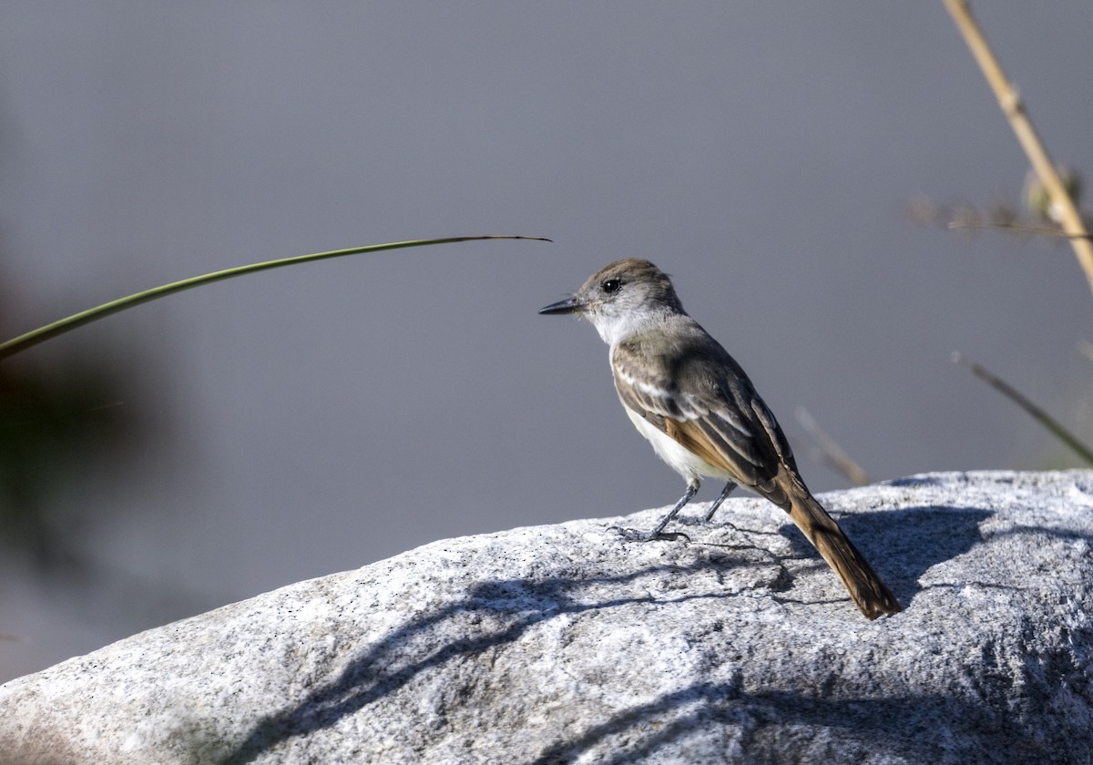 Ash-throated Flycatcher - ML608549883