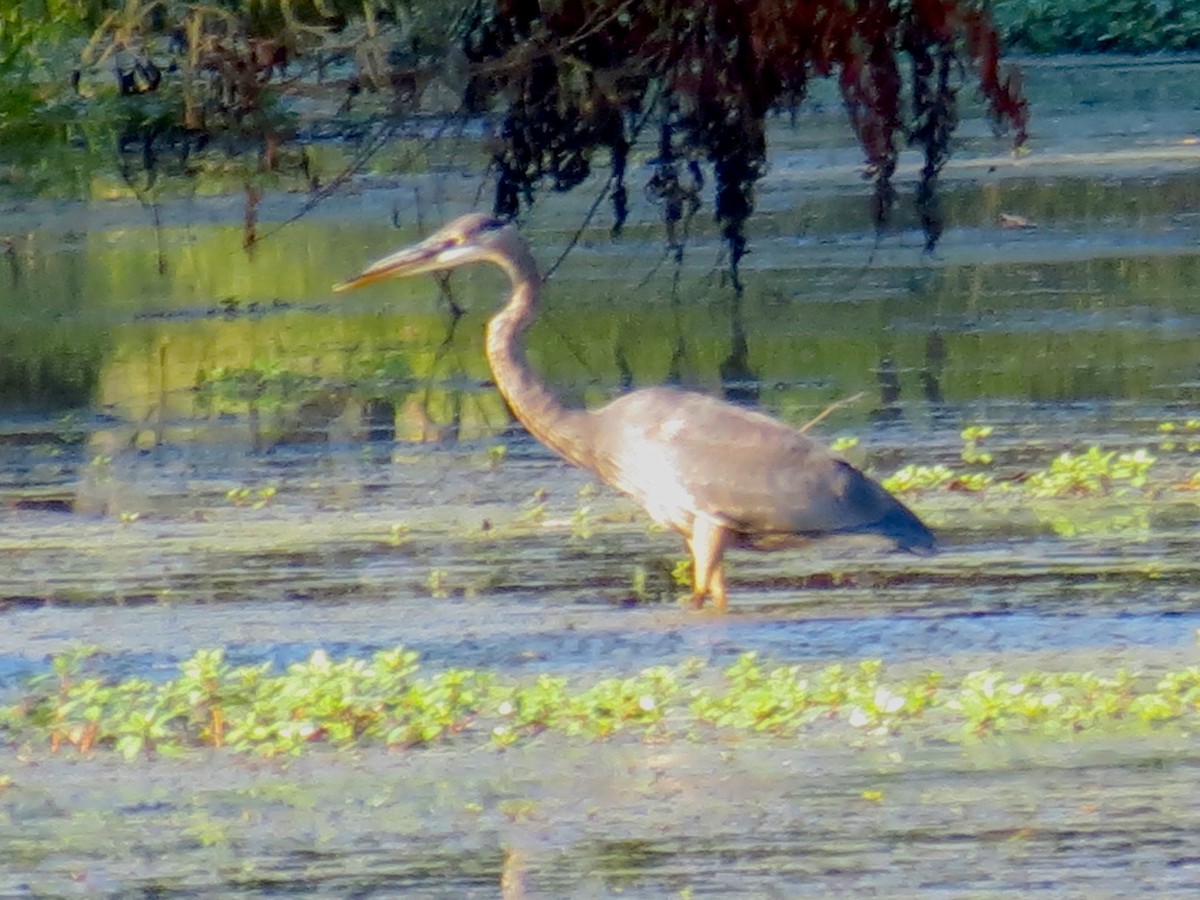 Great Blue Heron - ML608549938