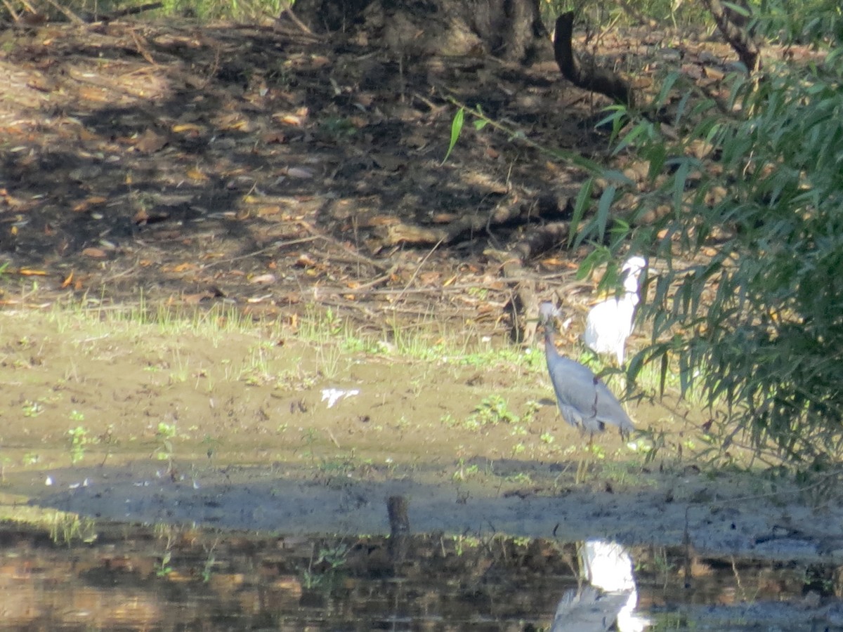 Little Blue Heron - ML608549949