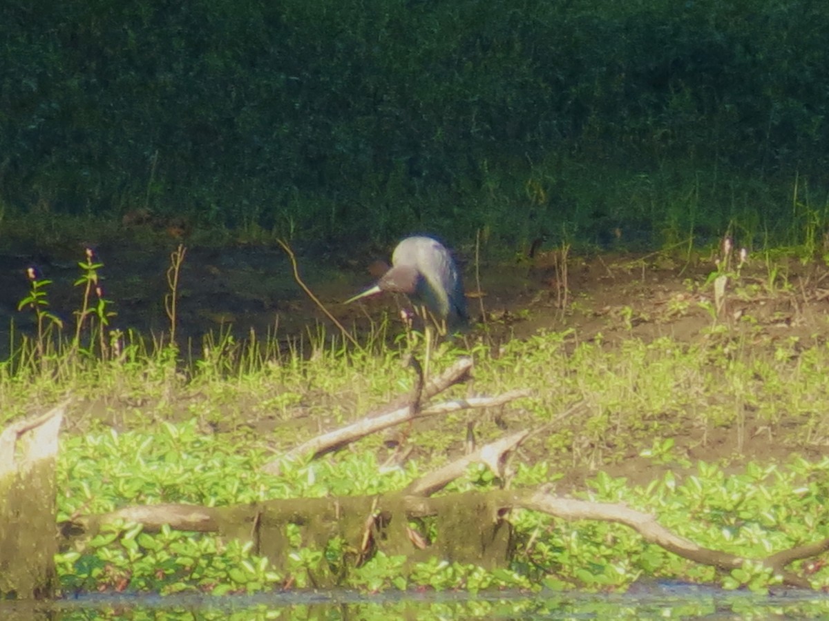 Little Blue Heron - ML608549950