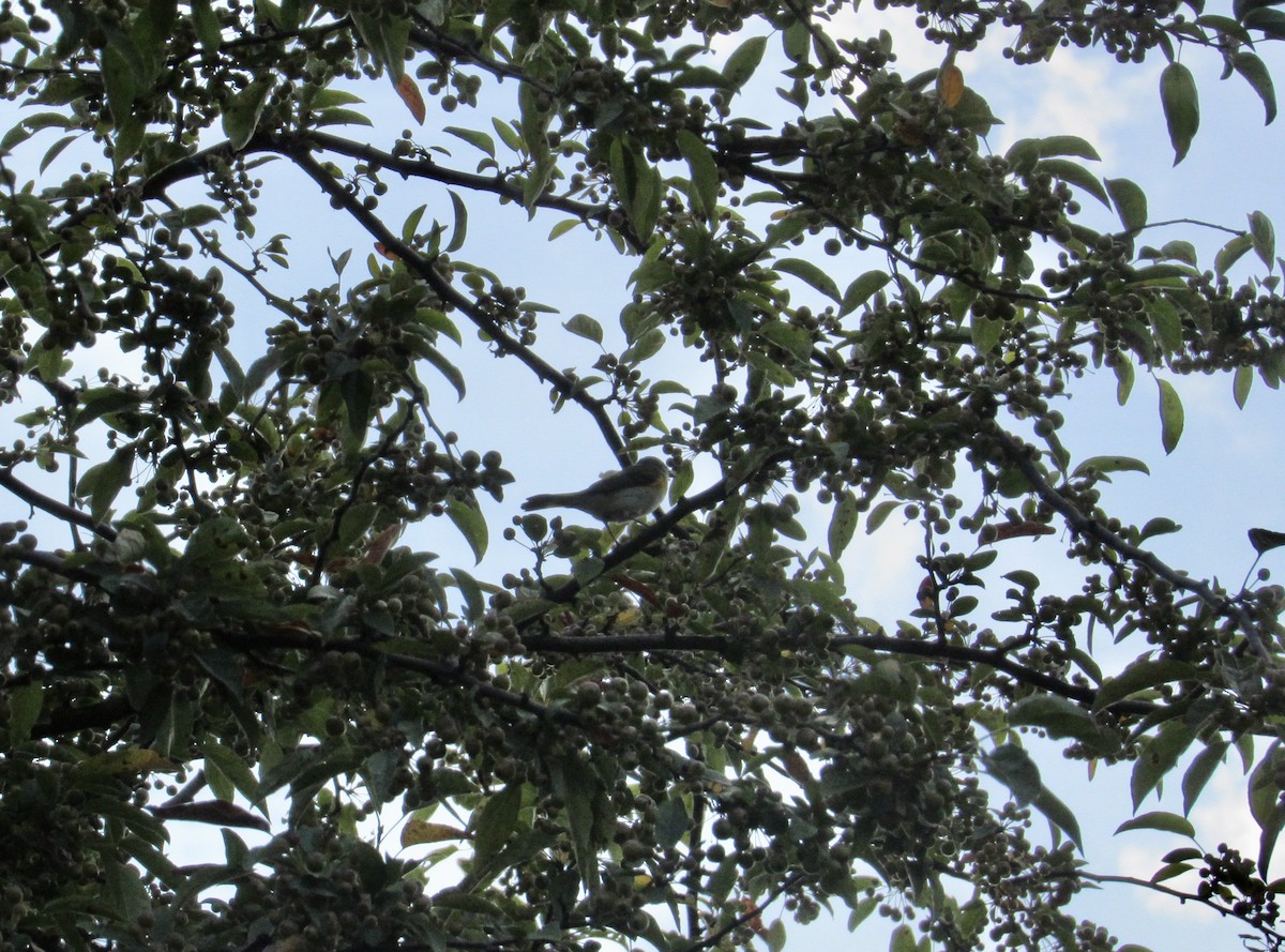 American Redstart - ML608550010