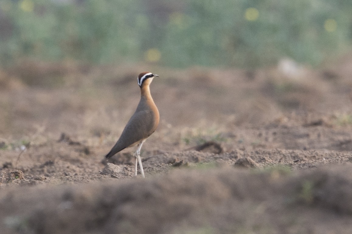 Indian Courser - SANCHITA DEY