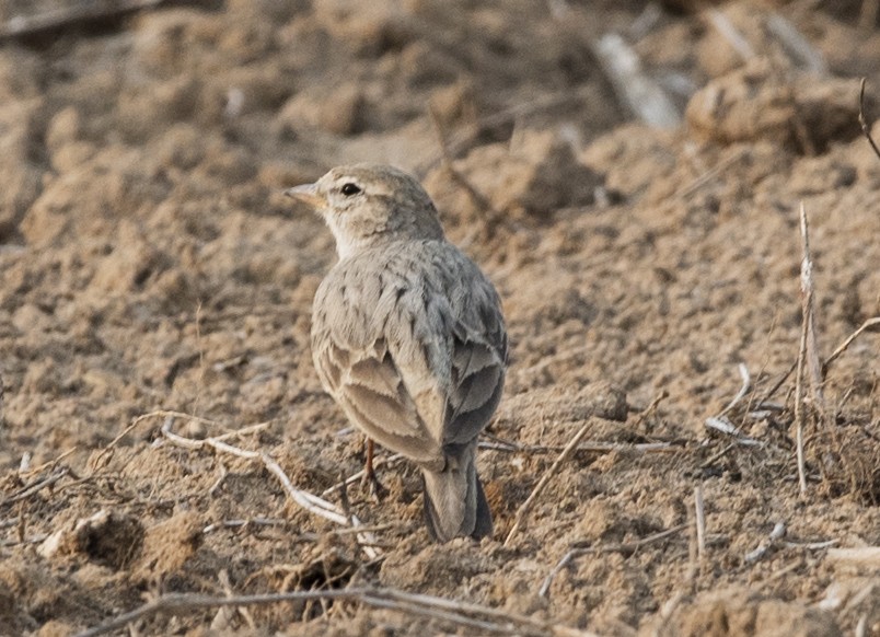 Hume's Lark - SANCHITA DEY