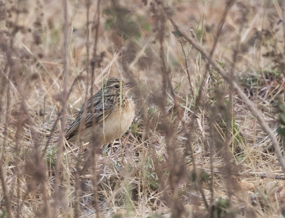 Jerdon's Bushlark - ML608550205